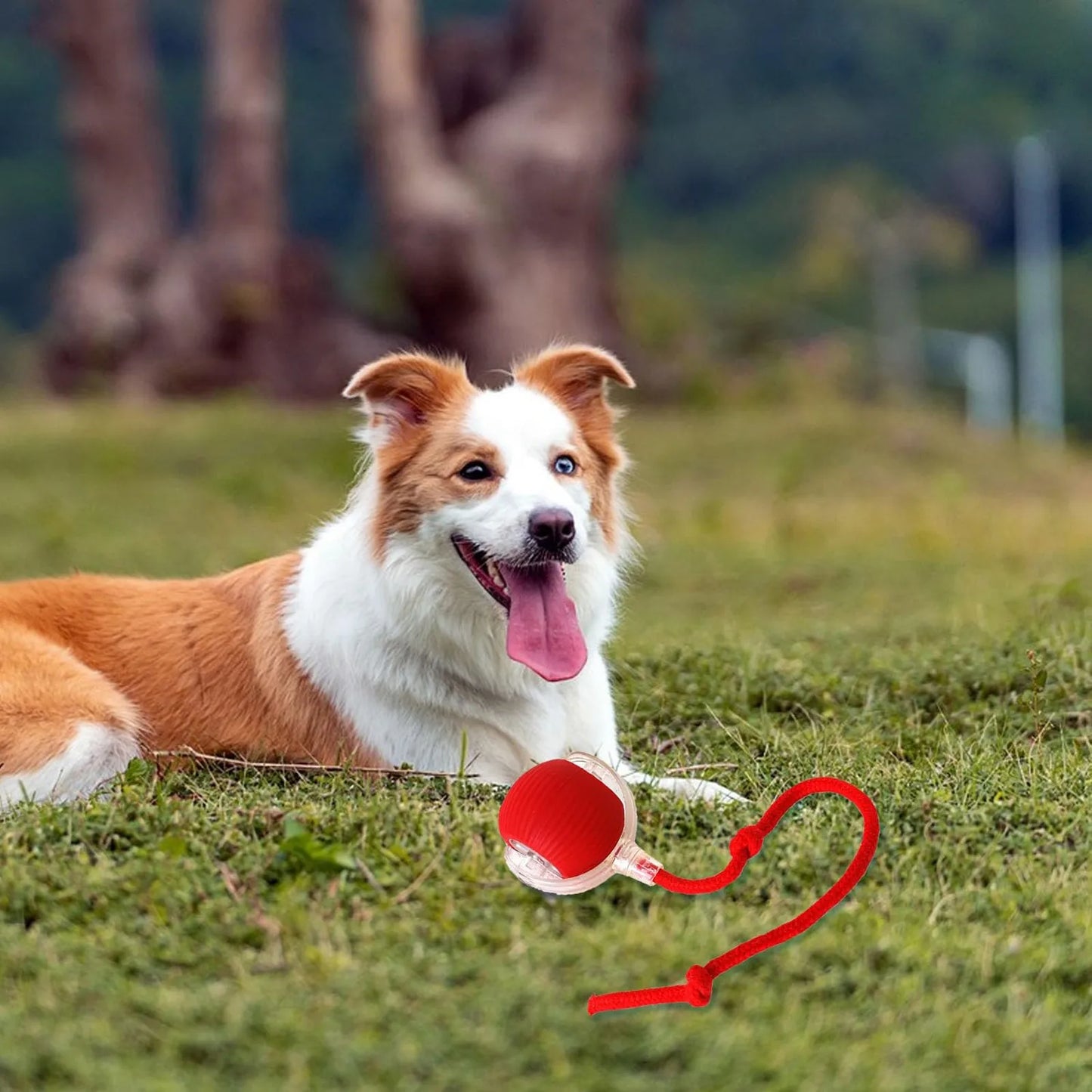 Bouncetug Play Ball – Interactive Pet Toy